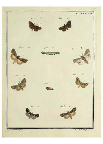 Reproducción/Reproduction 46138542964: Papillons d'Europe, peints d'après nature /. A Paris :Chez P.M. Delaguette, imprimeur-libraire ... ;1779-1792 [i.e. 1793]. 