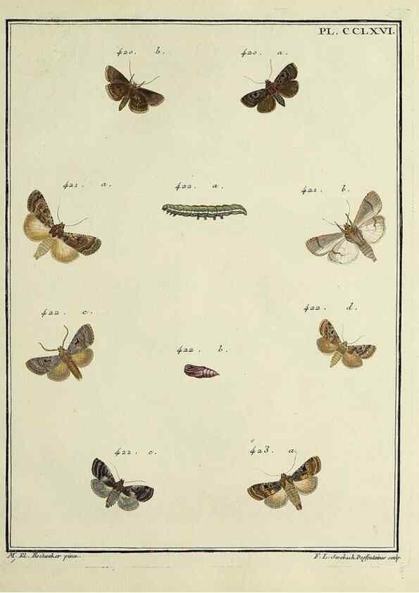 Reproducción/Reproduction 46138542964: Papillons d'Europe, peints d'après nature /. A Paris :Chez P.M. Delaguette, imprimeur-libraire ... ;1779-1792 [i.e. 1793]. 