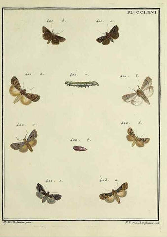 Reproducción/Reproduction 46138542964: Papillons d'Europe, peints d'après nature /. A Paris :Chez P.M. Delaguette, imprimeur-libraire ... ;1779-1792 [i.e. 1793]. 