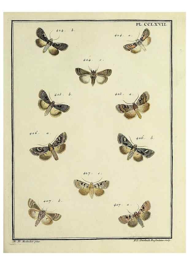 Reproducción/Reproduction 32988186958: Papillons d'Europe, peints d'après nature /. A Paris :Chez P.M. Delaguette, imprimeur-libraire ... ;1779-1792 [i.e. 1793]. 
