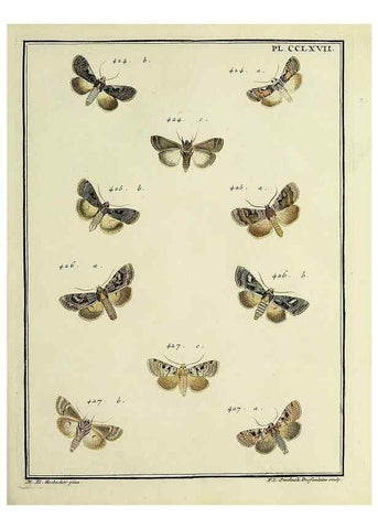 Reproducción/Reproduction 32988186958: Papillons d'Europe, peints d'après nature /. A Paris :Chez P.M. Delaguette, imprimeur-libraire ... ;1779-1792 [i.e. 1793]. 