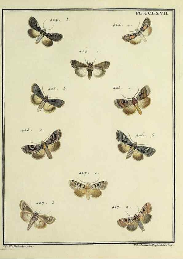 Reproducción/Reproduction 32988186958: Papillons d'Europe, peints d'après nature /. A Paris :Chez P.M. Delaguette, imprimeur-libraire ... ;1779-1792 [i.e. 1793]. 