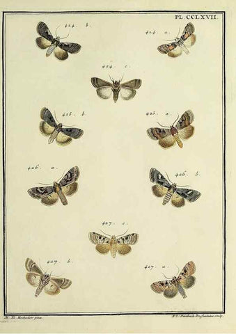 Reproducción/Reproduction 32988186958: Papillons d'Europe, peints d'après nature /. A Paris :Chez P.M. Delaguette, imprimeur-libraire ... ;1779-1792 [i.e. 1793]. 