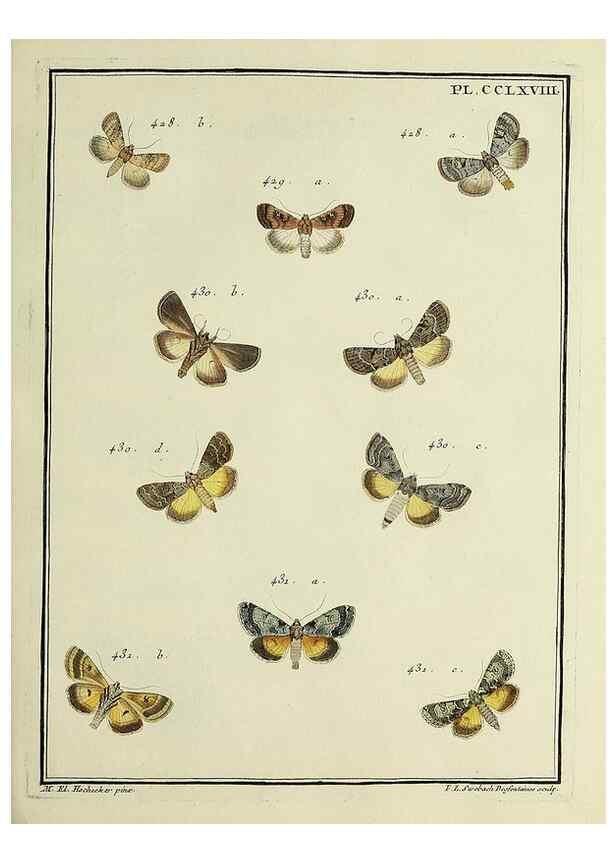 Reproducción/Reproduction 46863448821: Papillons d'Europe, peints d'après nature /. A Paris :Chez P.M. Delaguette, imprimeur-libraire ... ;1779-1792 [i.e. 1793]. 