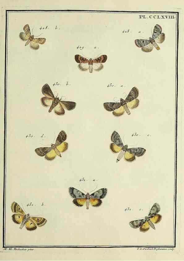 Reproducción/Reproduction 46863448821: Papillons d'Europe, peints d'après nature /. A Paris :Chez P.M. Delaguette, imprimeur-libraire ... ;1779-1792 [i.e. 1793]. 