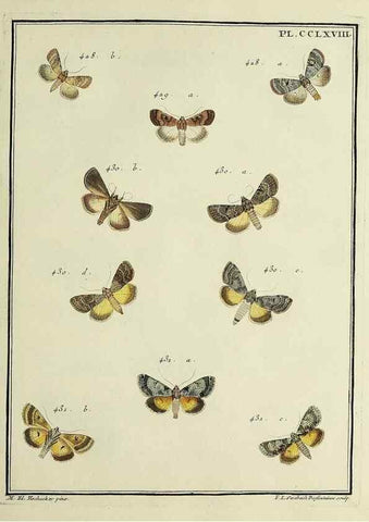 Reproducción/Reproduction 46863448821: Papillons d'Europe, peints d'après nature /. A Paris :Chez P.M. Delaguette, imprimeur-libraire ... ;1779-1792 [i.e. 1793]. 
