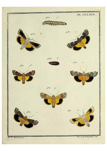 Reproducción/Reproduction 45949030425: Papillons d'Europe, peints d'après nature /. A Paris :Chez P.M. Delaguette, imprimeur-libraire ... ;1779-1792 [i.e. 1793]. 
