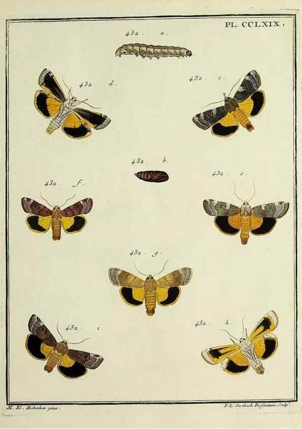 Reproducción/Reproduction 45949030425: Papillons d'Europe, peints d'après nature /. A Paris :Chez P.M. Delaguette, imprimeur-libraire ... ;1779-1792 [i.e. 1793]. 
