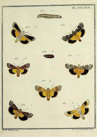 Reproducción/Reproduction 45949030425: Papillons d'Europe, peints d'après nature /. A Paris :Chez P.M. Delaguette, imprimeur-libraire ... ;1779-1792 [i.e. 1793]. 