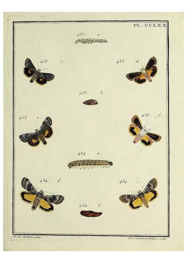 Reproducción/Reproduction 46863450251: Papillons d'Europe, peints d'après nature /. A Paris :Chez P.M. Delaguette, imprimeur-libraire ... ;1779-1792 [i.e. 1793]. 