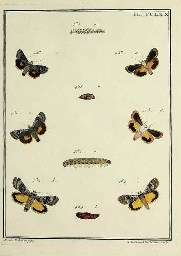 Reproducción/Reproduction 46863450251: Papillons d'Europe, peints d'après nature /. A Paris :Chez P.M. Delaguette, imprimeur-libraire ... ;1779-1792 [i.e. 1793]. 