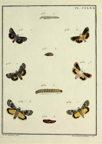 Reproducción/Reproduction 46863450251: Papillons d'Europe, peints d'après nature /. A Paris :Chez P.M. Delaguette, imprimeur-libraire ... ;1779-1792 [i.e. 1793]. 