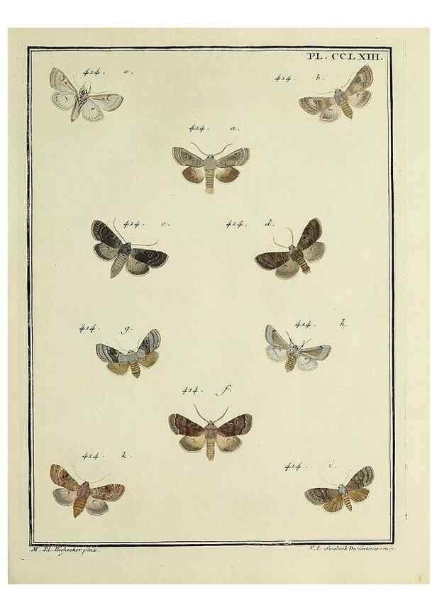 Reproducción/Reproduction 32988183958: Papillons d'Europe, peints d'après nature /. A Paris :Chez P.M. Delaguette, imprimeur-libraire ... ;1779-1792 [i.e. 1793]. 
