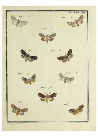 Reproducción/Reproduction 32988183958: Papillons d'Europe, peints d'après nature /. A Paris :Chez P.M. Delaguette, imprimeur-libraire ... ;1779-1792 [i.e. 1793]. 