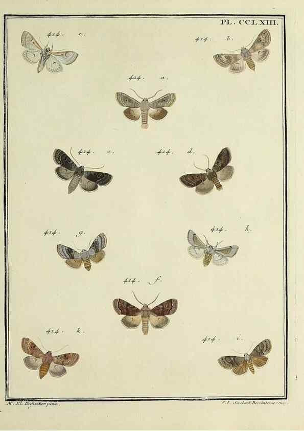 Reproducción/Reproduction 32988183958: Papillons d'Europe, peints d'après nature /. A Paris :Chez P.M. Delaguette, imprimeur-libraire ... ;1779-1792 [i.e. 1793]. 