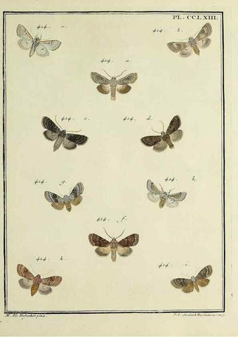 Reproducción/Reproduction 32988183958: Papillons d'Europe, peints d'après nature /. A Paris :Chez P.M. Delaguette, imprimeur-libraire ... ;1779-1792 [i.e. 1793]. 