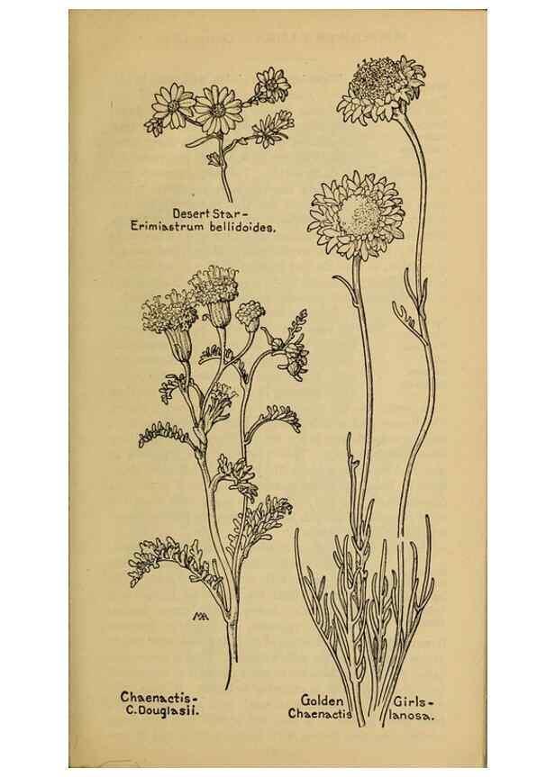 Reproducción/Reproduction 33029586428: Field book of western wild flowers /. New York :Putnam,1915.. 