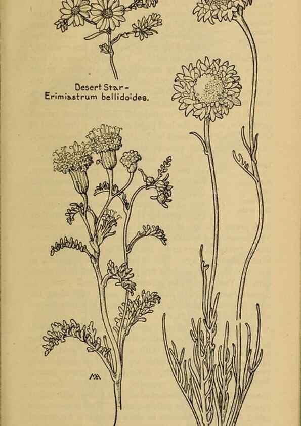 Reproducción/Reproduction 33029586428: Field book of western wild flowers /. New York :Putnam,1915.. 