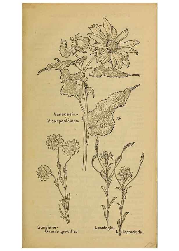 Reproducción/Reproduction 46904898831: Field book of western wild flowers /. New York :Putnam,1915.. 