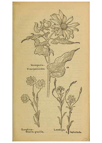 Reproducción/Reproduction 46904898831: Field book of western wild flowers /. New York :Putnam,1915.. 