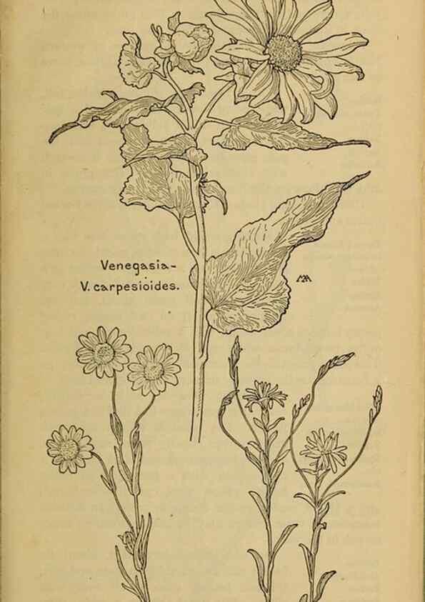 Reproducción/Reproduction 46904898831: Field book of western wild flowers /. New York :Putnam,1915.. 