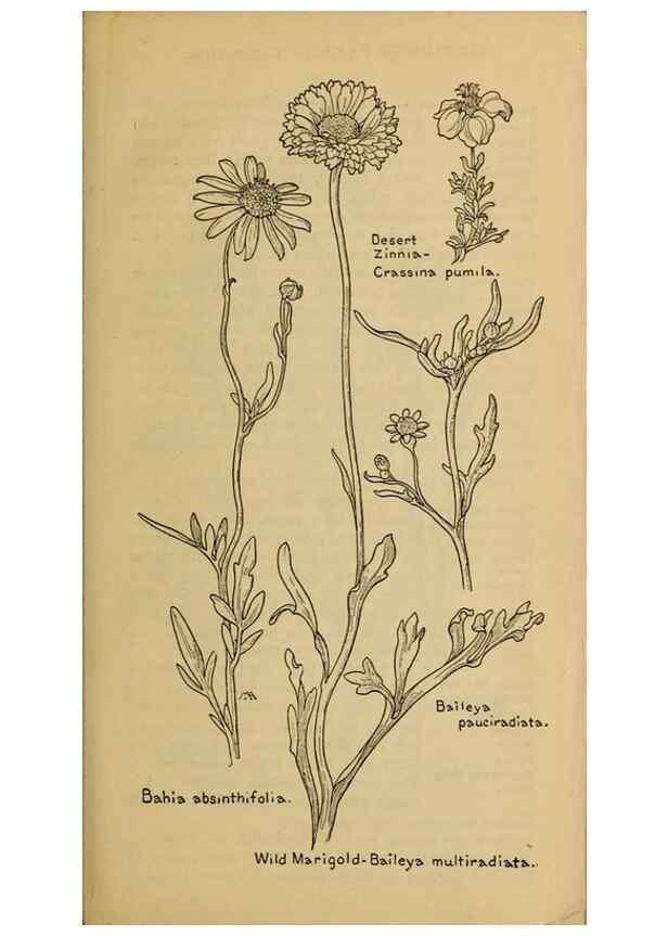 Reproducción/Reproduction 33029588358: Field book of western wild flowers /. New York :Putnam,1915.. 