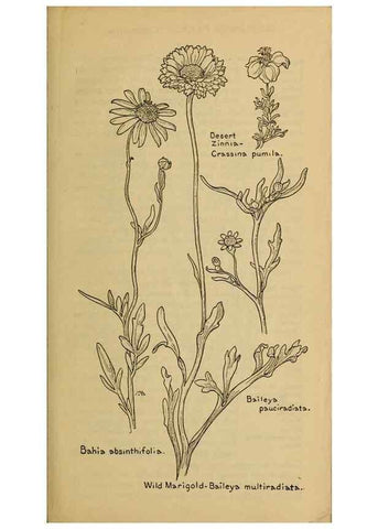 Reproducción/Reproduction 33029588358: Field book of western wild flowers /. New York :Putnam,1915.. 