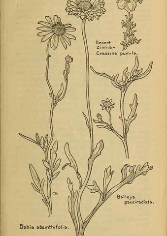 Reproducción/Reproduction 33029588358: Field book of western wild flowers /. New York :Putnam,1915.. 