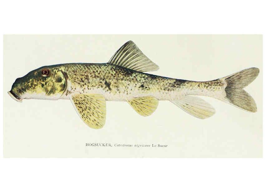 Reproducción/Reproduction 31969302107: The fishes of Illinois,. [Danville, Ill.] :Pub. by authority of the state Legislature,[1908]. 