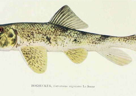Reproducción/Reproduction 31969302107: The fishes of Illinois,. [Danville, Ill.] :Pub. by authority of the state Legislature,[1908]. 