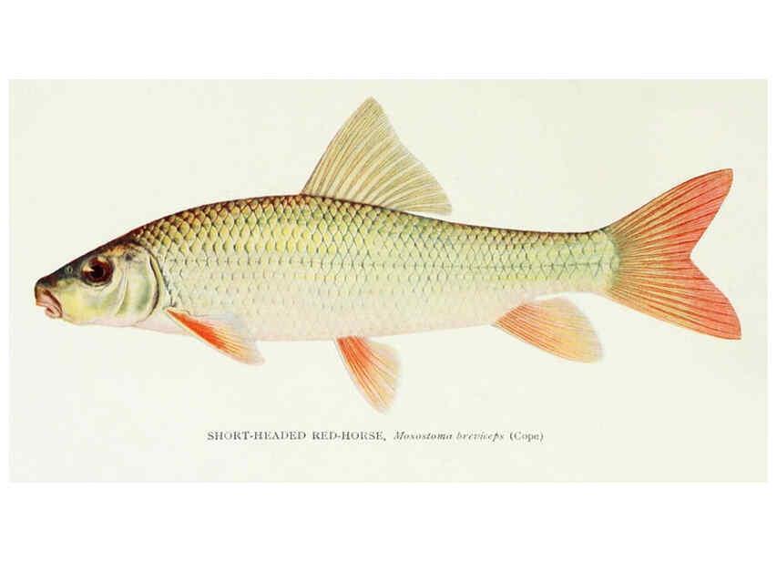 Reproducción/Reproduction 45995825935: The fishes of Illinois,. [Danville, Ill.] :Pub. by authority of the state Legislature,[1908]. 