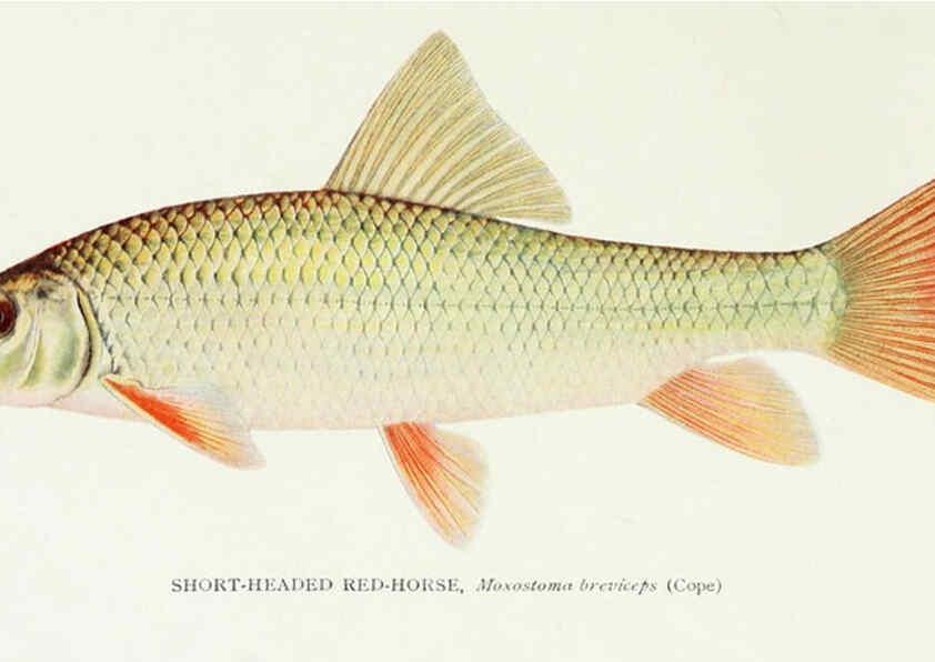 Reproducción/Reproduction 45995825935: The fishes of Illinois,. [Danville, Ill.] :Pub. by authority of the state Legislature,[1908]. 
