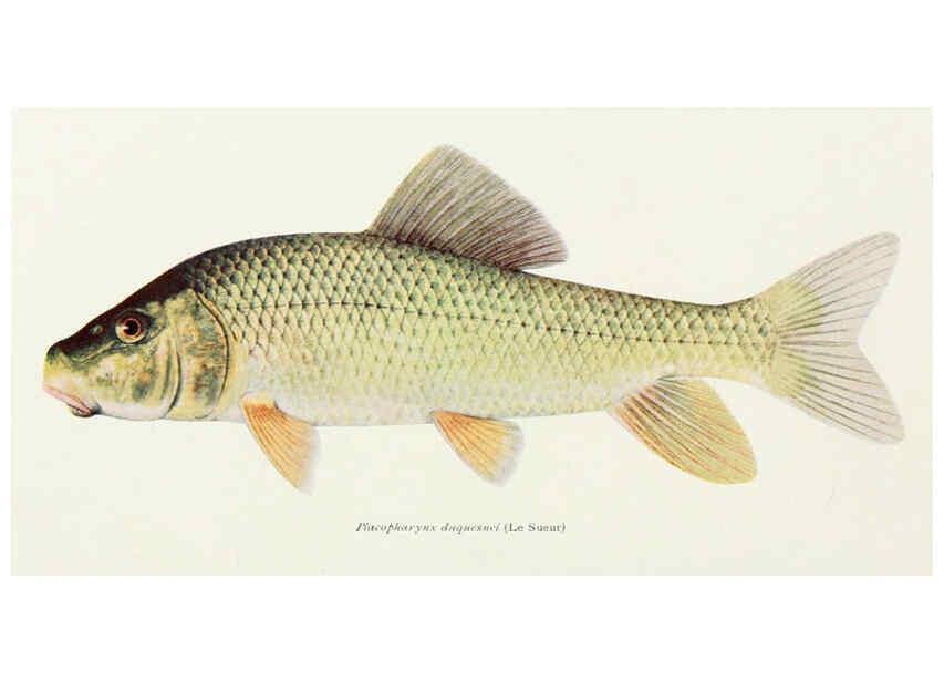 Reproducción/Reproduction 31969304117: The fishes of Illinois,. [Danville, Ill.] :Pub. by authority of the state Legislature,[1908]. 