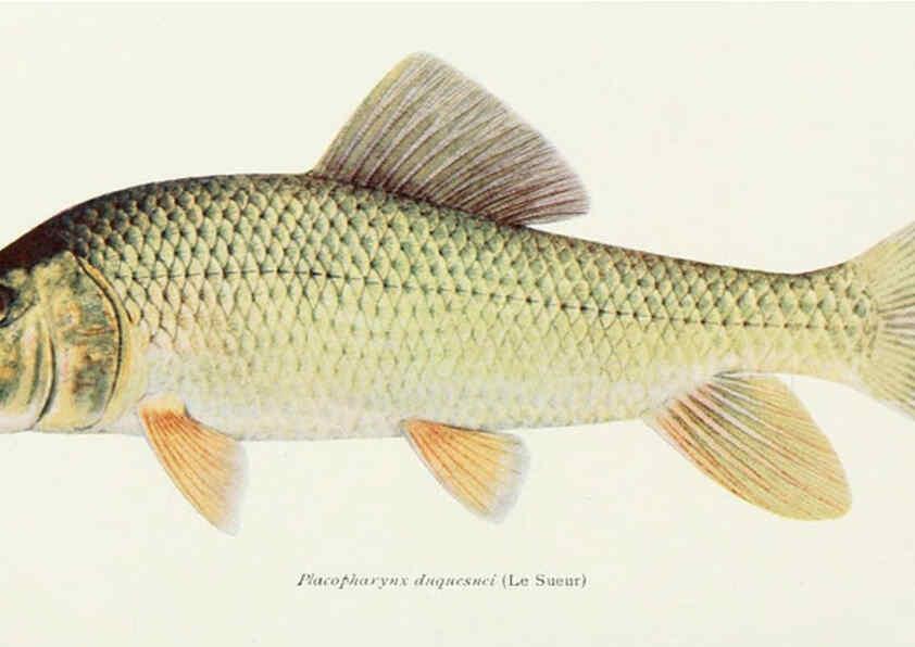 Reproducción/Reproduction 31969304117: The fishes of Illinois,. [Danville, Ill.] :Pub. by authority of the state Legislature,[1908]. 