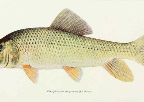 Reproducción/Reproduction 31969304117: The fishes of Illinois,. [Danville, Ill.] :Pub. by authority of the state Legislature,[1908]. 