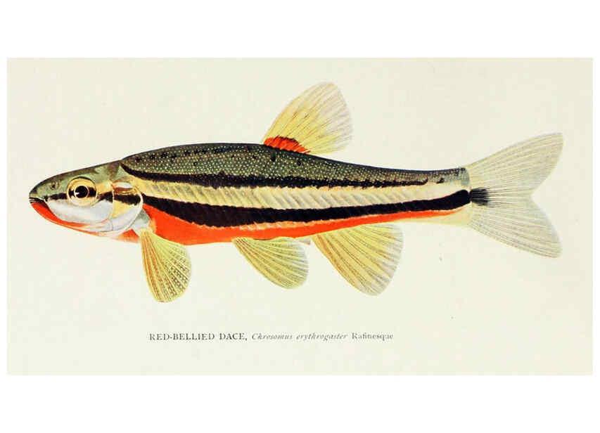 Reproducción/Reproduction 46858187822: The fishes of Illinois,. [Danville, Ill.] :Pub. by authority of the state Legislature,[1908]. 