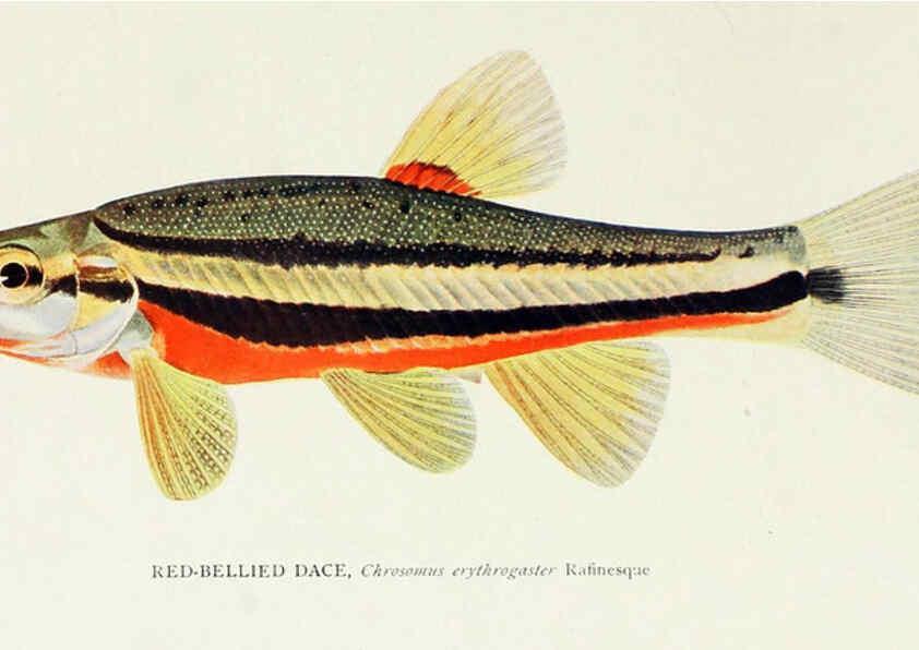 Reproducción/Reproduction 46858187822: The fishes of Illinois,. [Danville, Ill.] :Pub. by authority of the state Legislature,[1908]. 