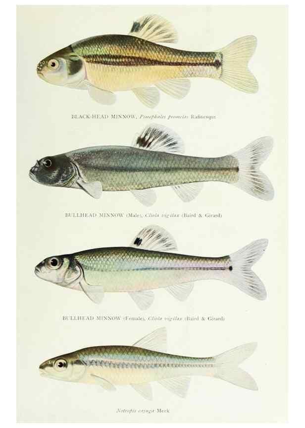 Reproducción/Reproduction 39945560863: The fishes of Illinois,. [Danville, Ill.] :Pub. by authority of the state Legislature,[1908]. 