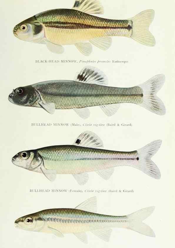 Reproducción/Reproduction 39945560863: The fishes of Illinois,. [Danville, Ill.] :Pub. by authority of the state Legislature,[1908]. 