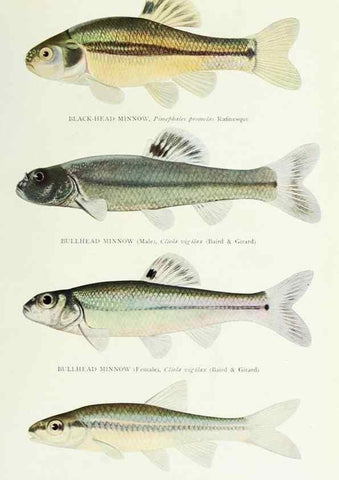 Reproducción/Reproduction 39945560863: The fishes of Illinois,. [Danville, Ill.] :Pub. by authority of the state Legislature,[1908]. 