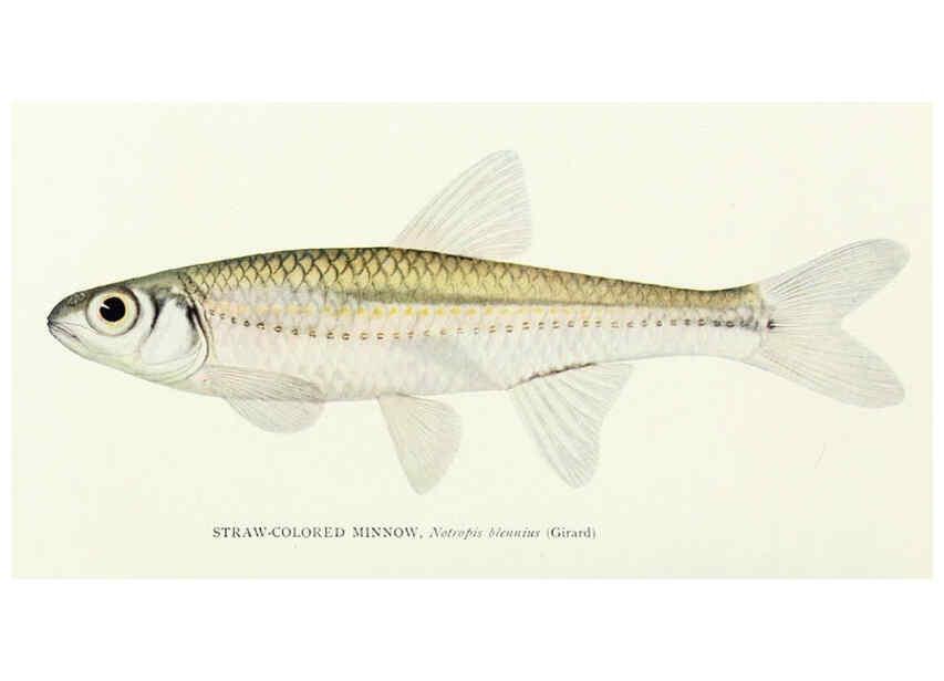 Reproducción/Reproduction 31969309277: The fishes of Illinois,. [Danville, Ill.] :Pub. by authority of the state Legislature,[1908]. 