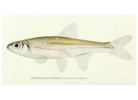 Reproducción/Reproduction 31969309277: The fishes of Illinois,. [Danville, Ill.] :Pub. by authority of the state Legislature,[1908]. 