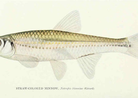 Reproducción/Reproduction 31969309277: The fishes of Illinois,. [Danville, Ill.] :Pub. by authority of the state Legislature,[1908]. 