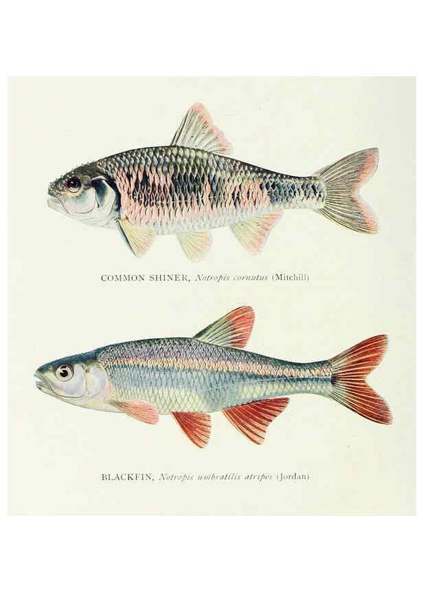 Reproducción/Reproduction 46185470084: The fishes of Illinois,. [Danville, Ill.] :Pub. by authority of the state Legislature,[1908]. 
