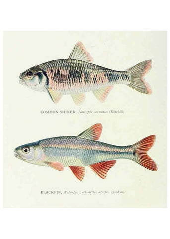 Reproducción/Reproduction 46185470084: The fishes of Illinois,. [Danville, Ill.] :Pub. by authority of the state Legislature,[1908]. 