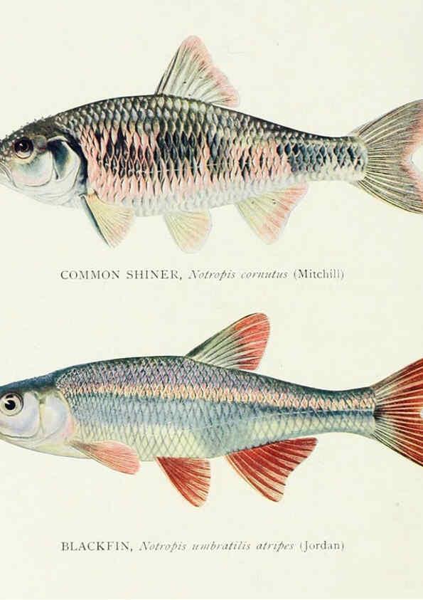 Reproducción/Reproduction 46185470084: The fishes of Illinois,. [Danville, Ill.] :Pub. by authority of the state Legislature,[1908]. 