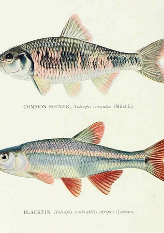 Reproducción/Reproduction 46185470084: The fishes of Illinois,. [Danville, Ill.] :Pub. by authority of the state Legislature,[1908]. 
