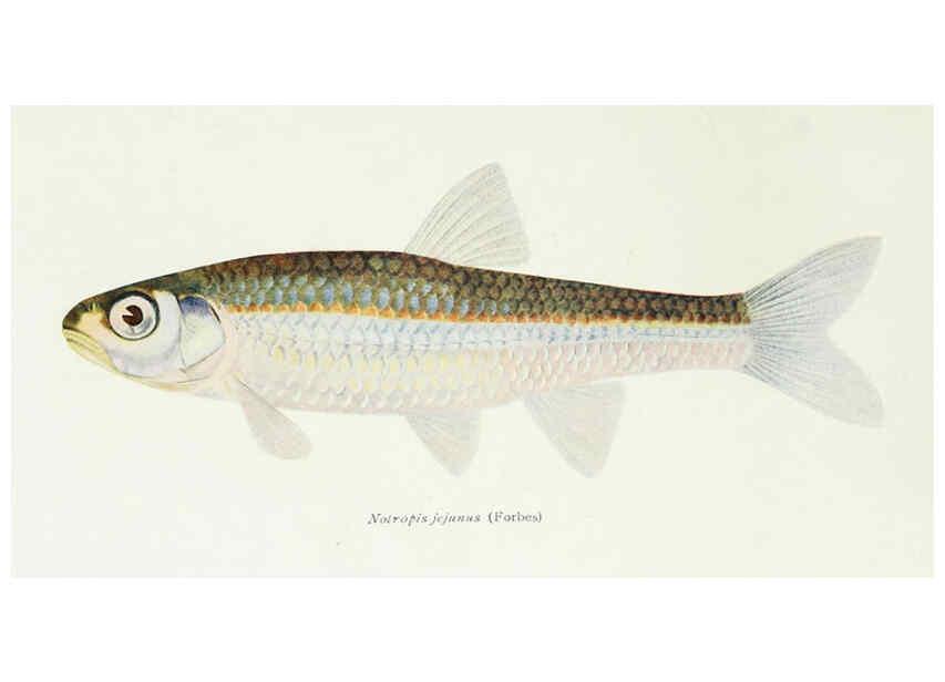 Reproducción/Reproduction 46910300331: The fishes of Illinois,. [Danville, Ill.] :Pub. by authority of the state Legislature,[1908]. 