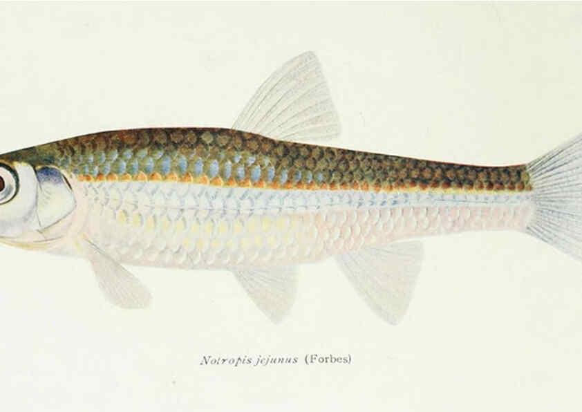 Reproducción/Reproduction 46910300331: The fishes of Illinois,. [Danville, Ill.] :Pub. by authority of the state Legislature,[1908]. 