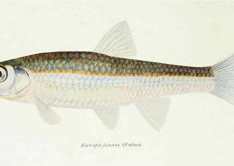 Reproducción/Reproduction 46910300331: The fishes of Illinois,. [Danville, Ill.] :Pub. by authority of the state Legislature,[1908]. 